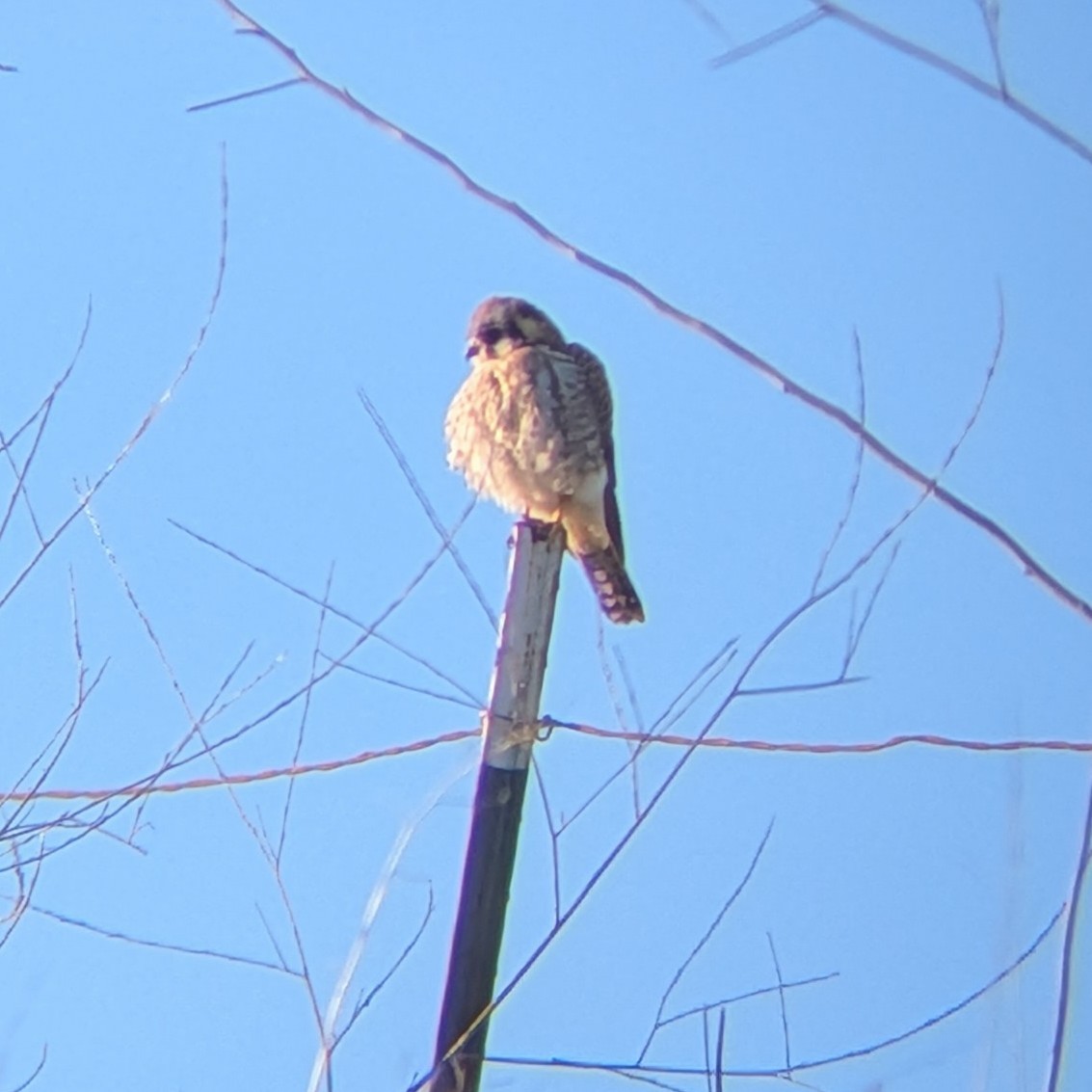 American Kestrel - ML646405959
