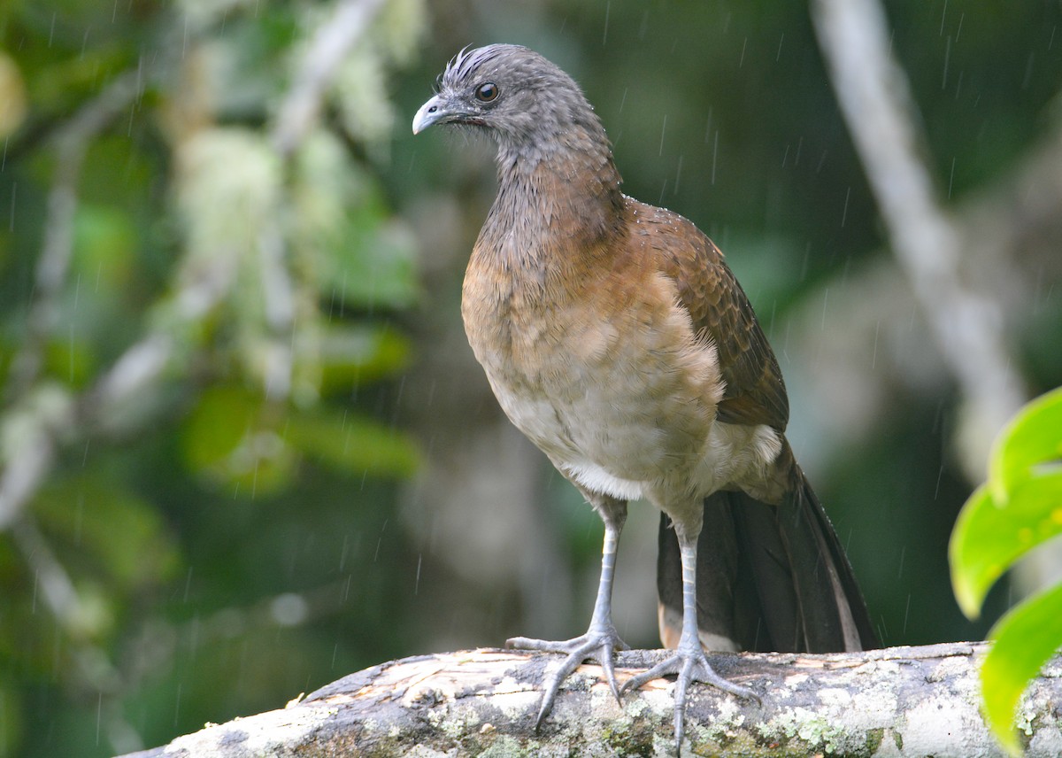 Gray-headed Chachalaca - ML646405960