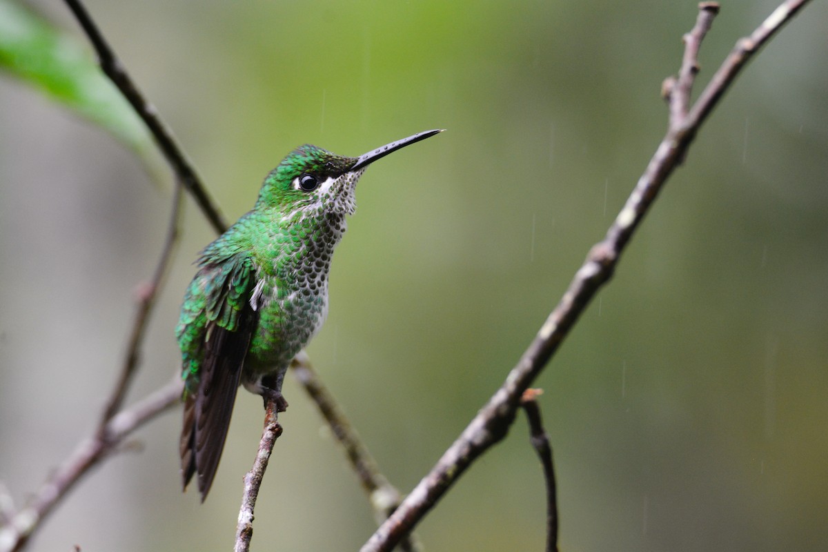 Green-crowned Brilliant - ML646405964