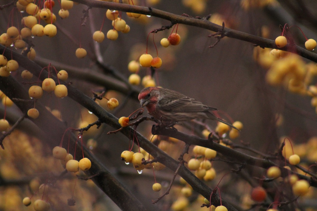 House Finch - ML646405965