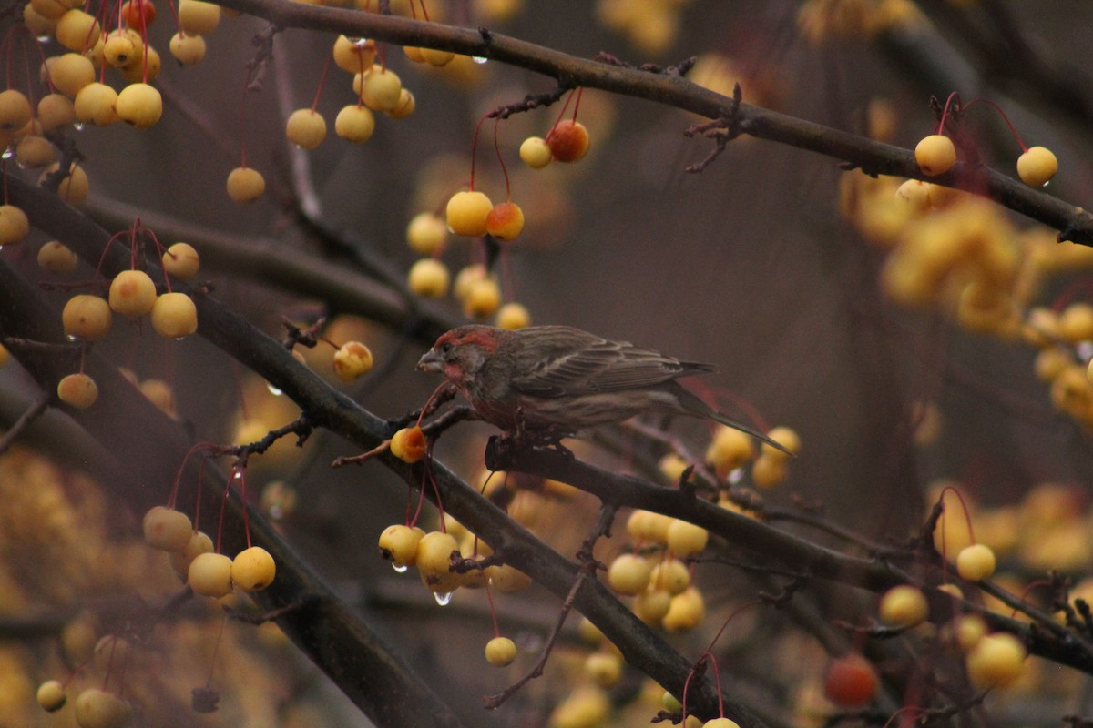 House Finch - ML646405966