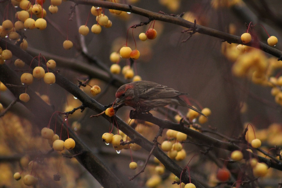 House Finch - ML646405967