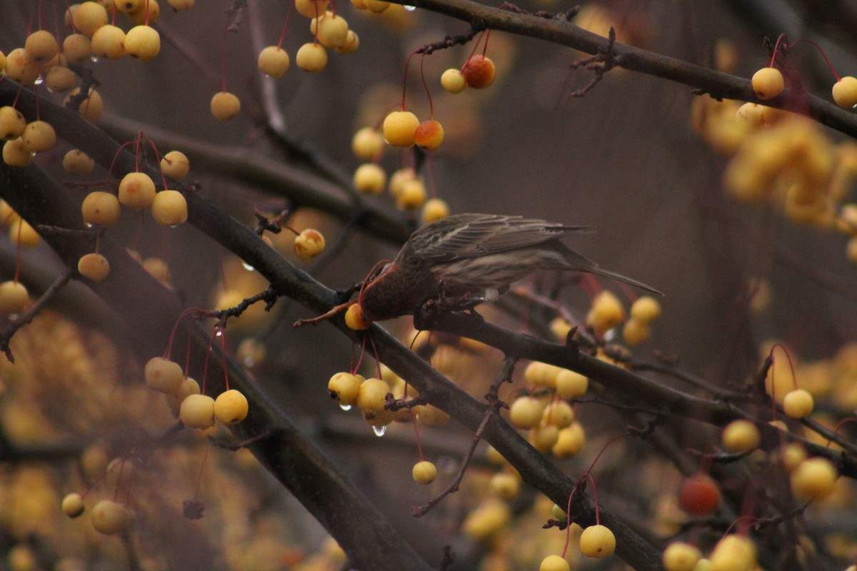 House Finch - ML646405968