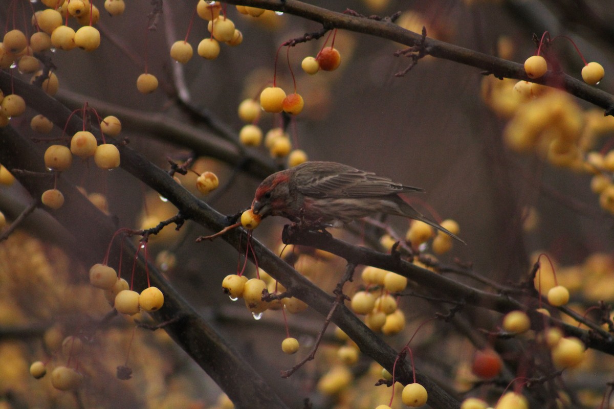 House Finch - ML646405969