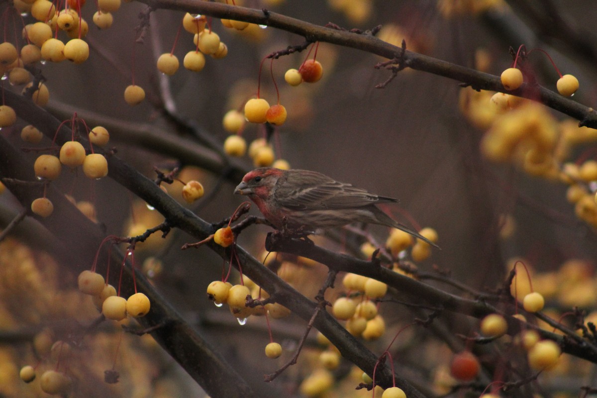 House Finch - ML646405970