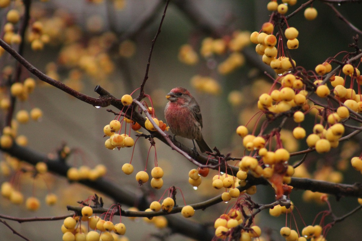 House Finch - ML646405971
