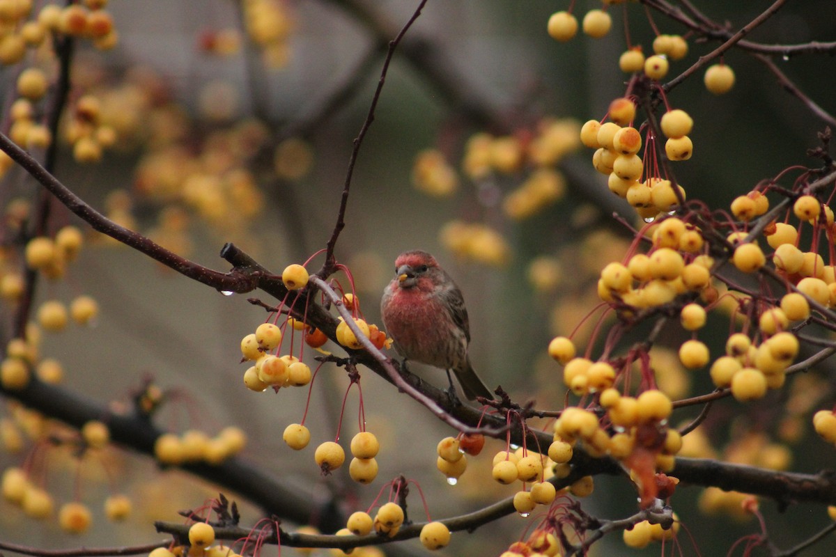 House Finch - ML646405972