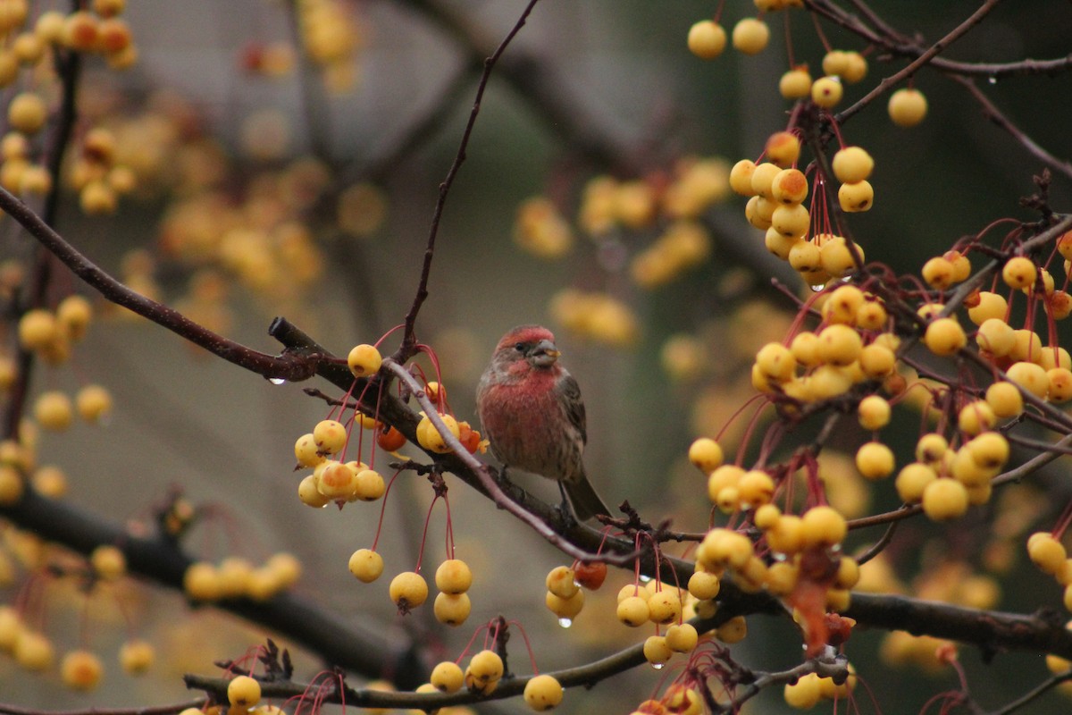 House Finch - ML646405973