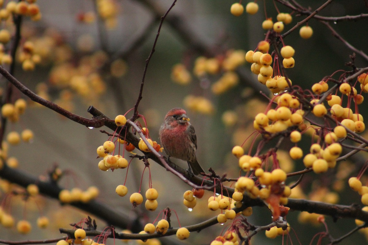 House Finch - ML646405974