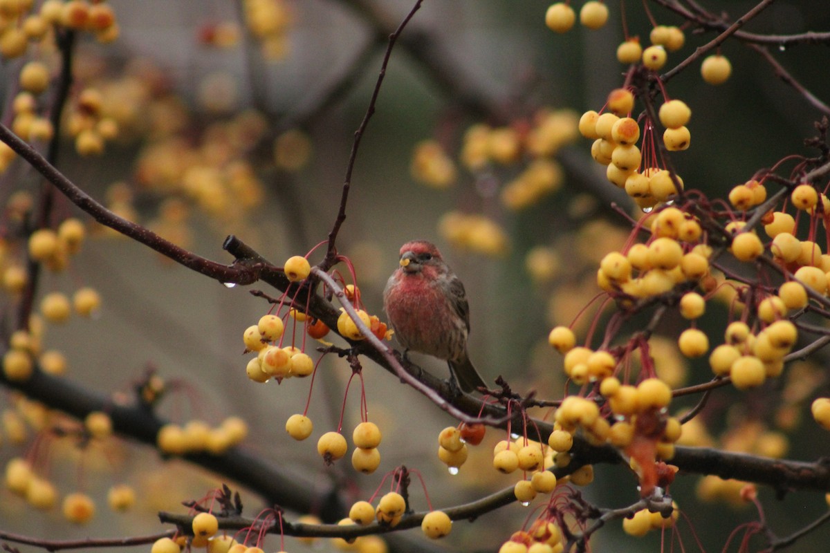 House Finch - ML646405975