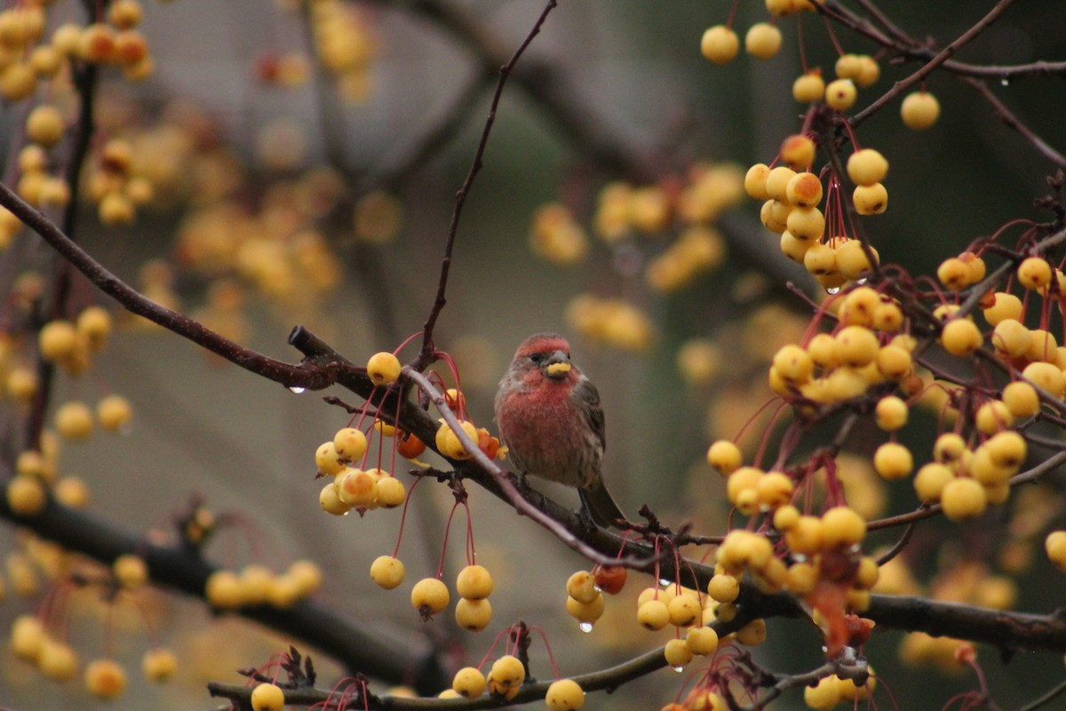 House Finch - ML646405976