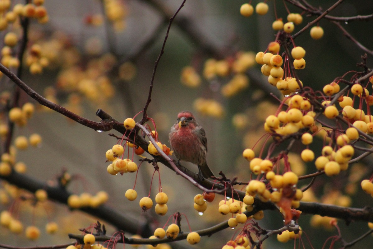 House Finch - ML646405977
