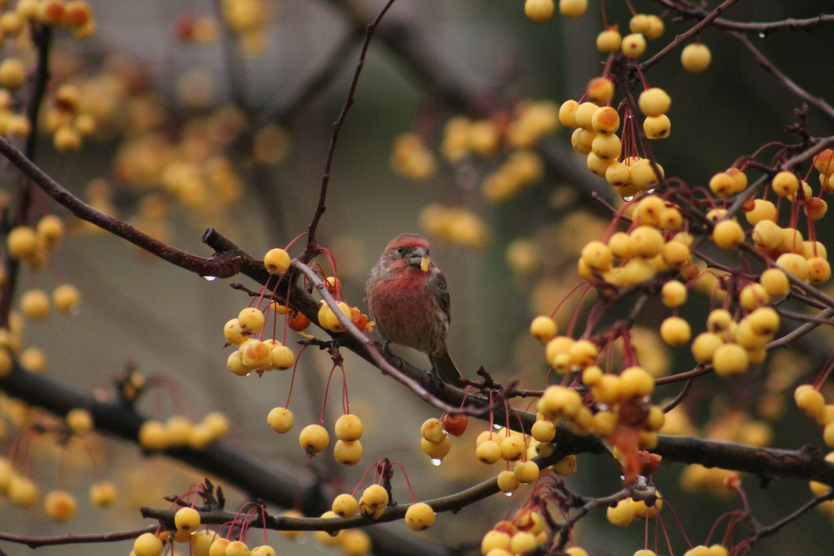 House Finch - ML646405978