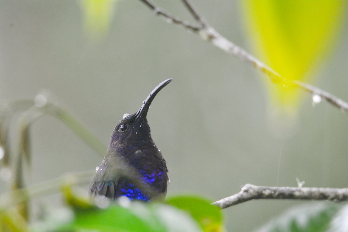 Violet Sabrewing - ML646405981