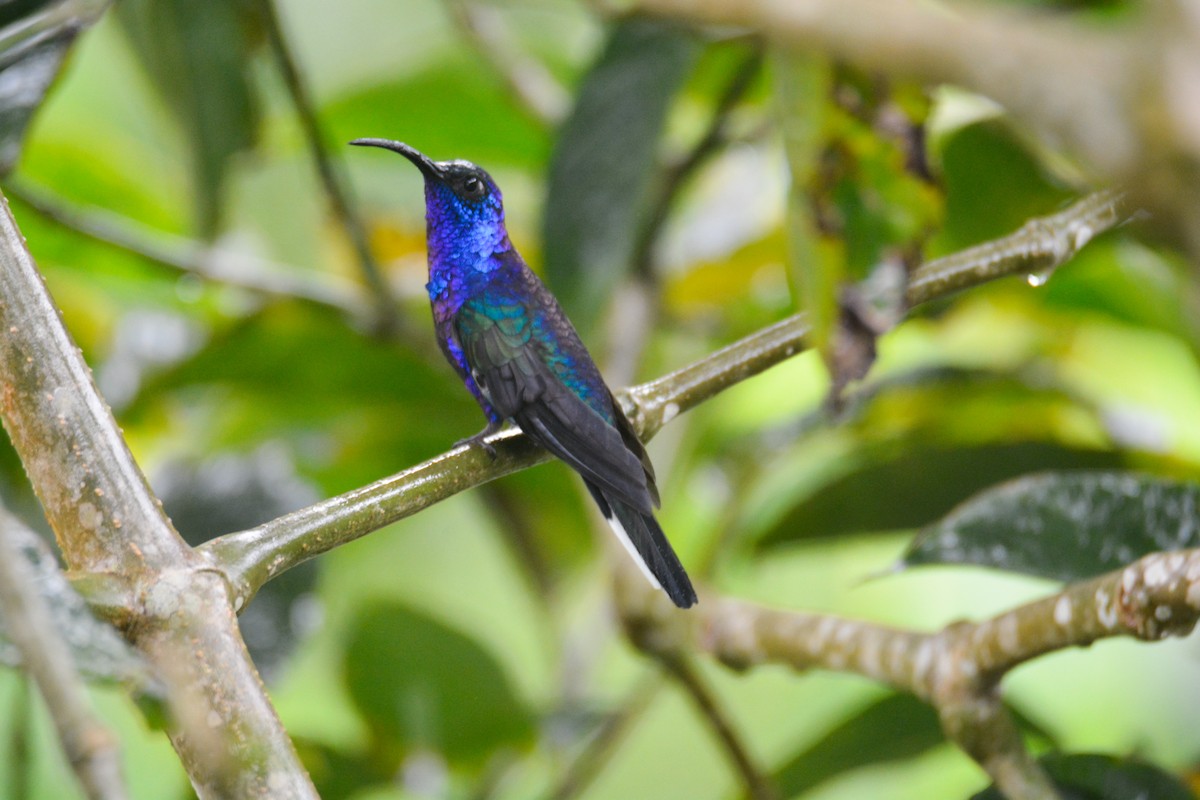 Violet Sabrewing - ML646405982