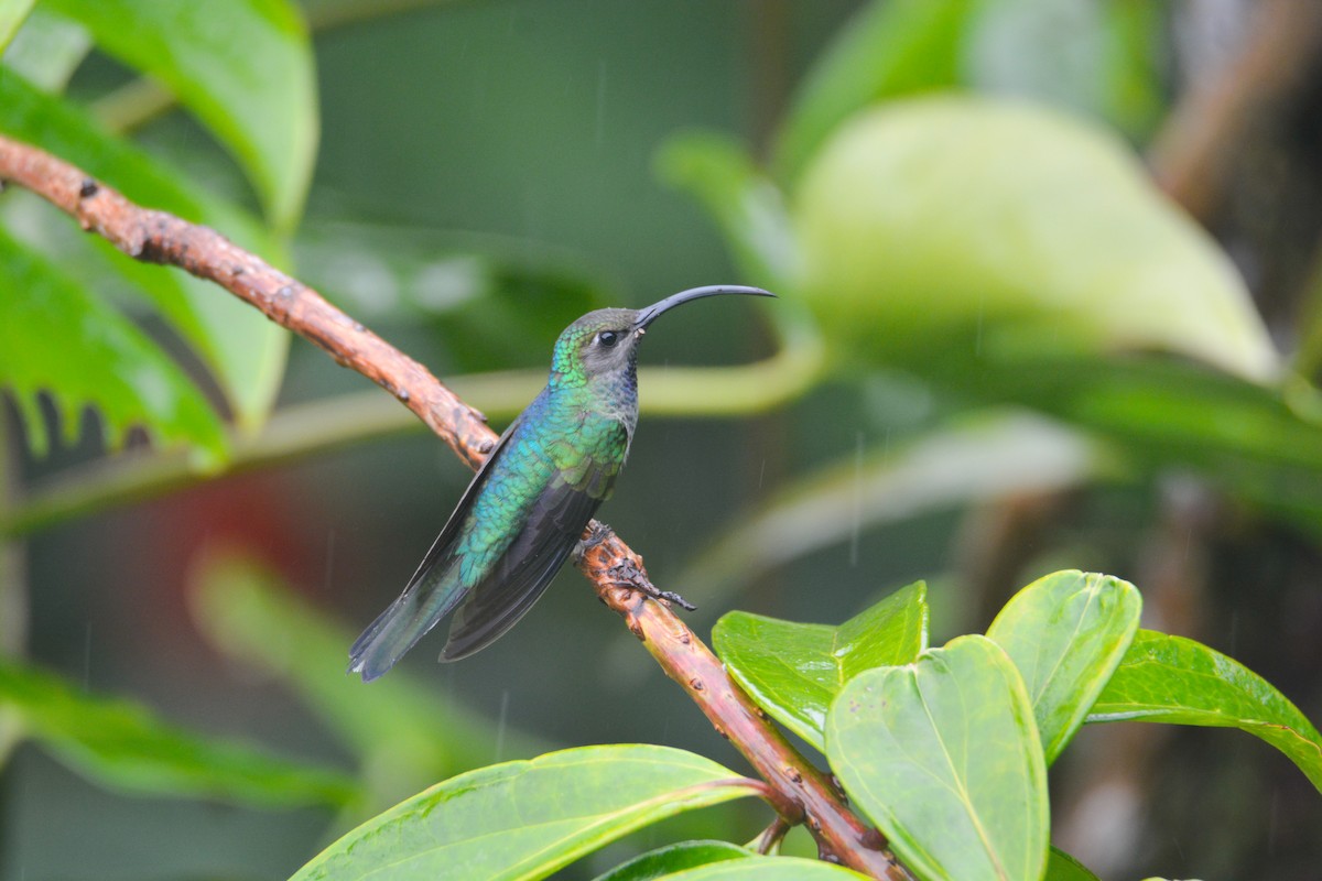 Violet Sabrewing - ML646405983