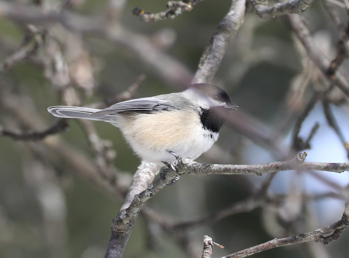 Black-capped Chickadee - ML646405990