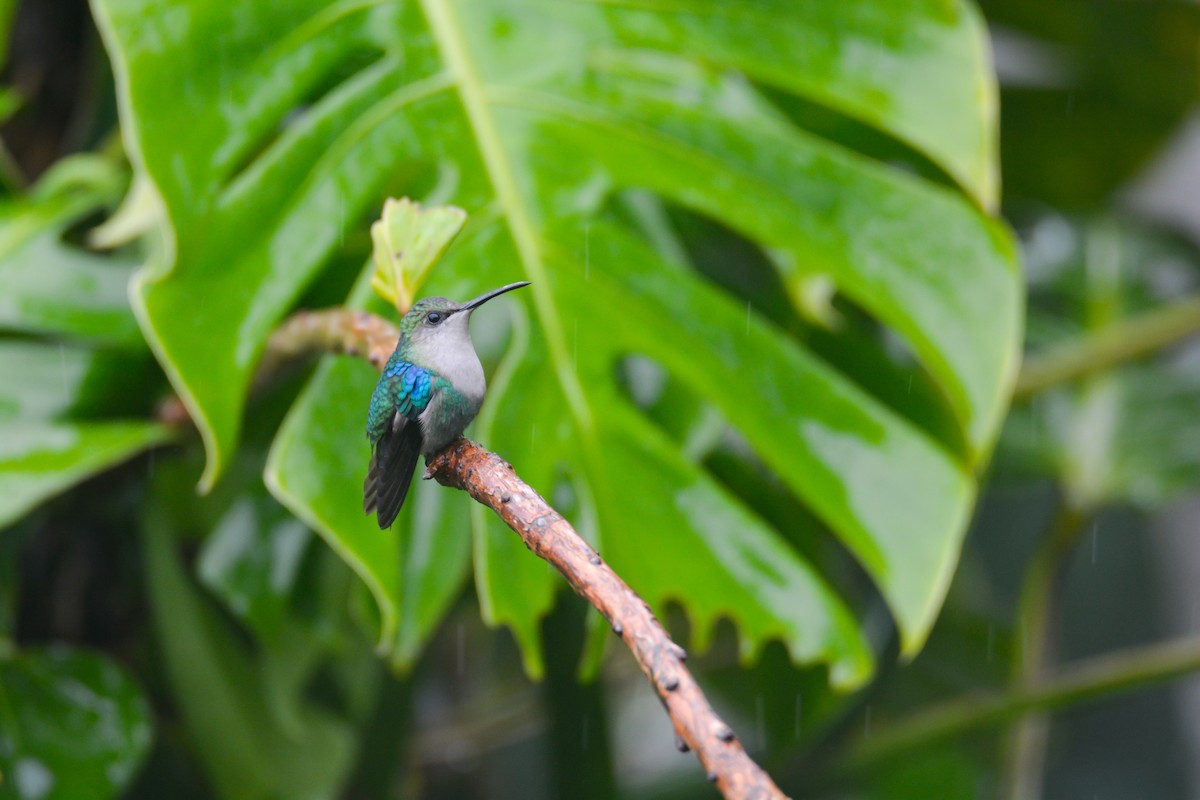 Crowned Woodnymph - ML646405991