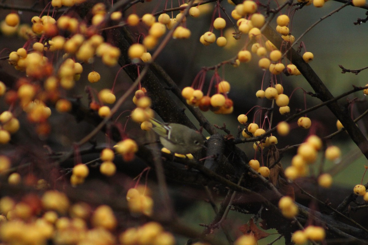 מלכילון אמריקני - ML646405993