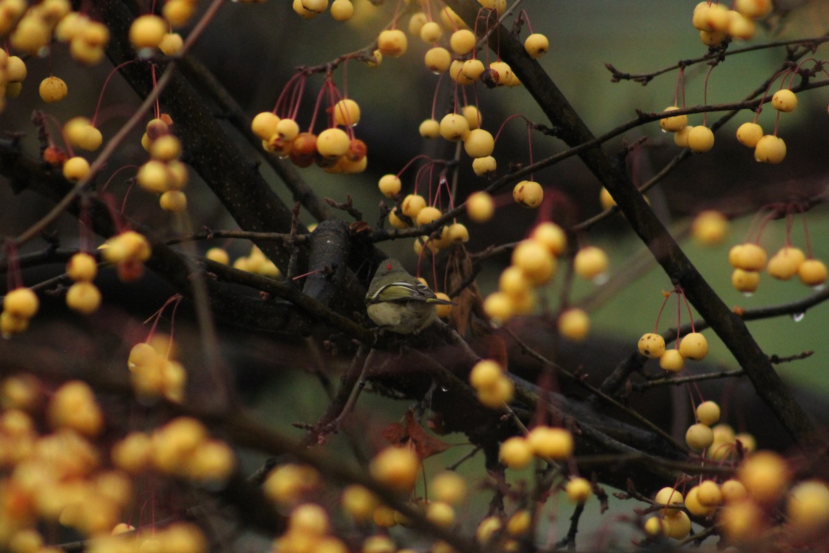 מלכילון אמריקני - ML646405994