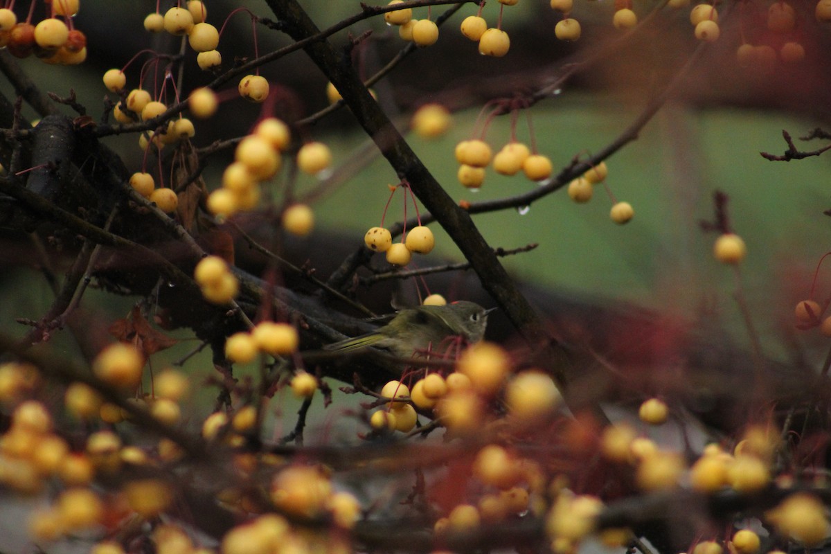 מלכילון אמריקני - ML646405995
