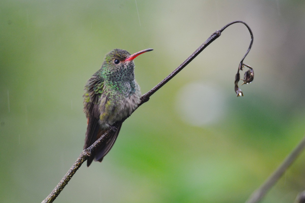 Rufous-tailed Hummingbird - ML646405997