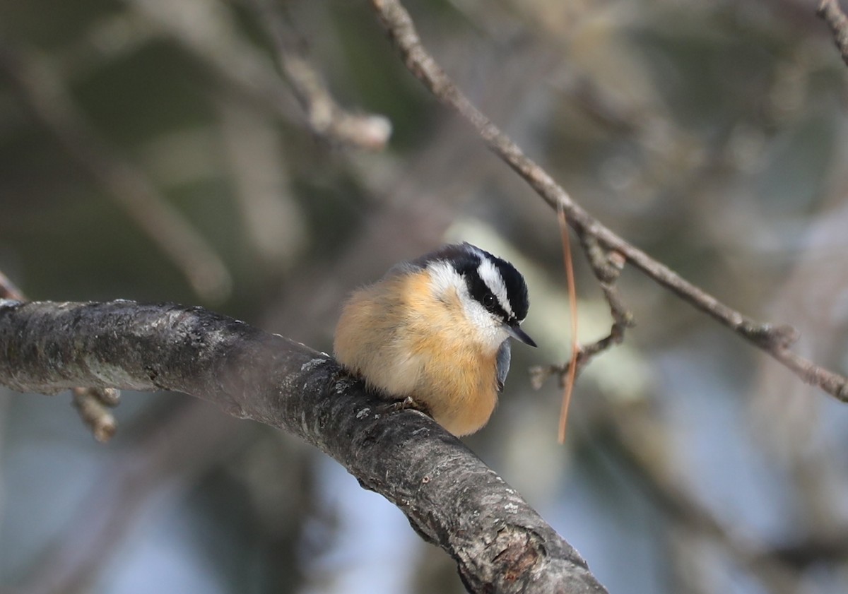 Red-breasted Nuthatch - ML646405998