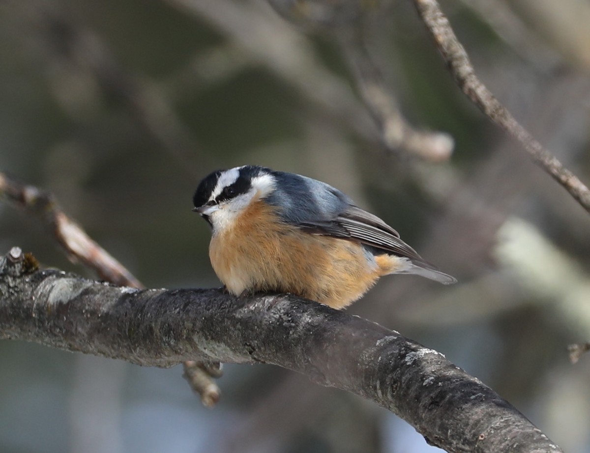 Red-breasted Nuthatch - ML646405999