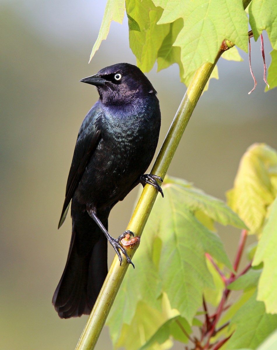 Brewer's Blackbird - ML646406006