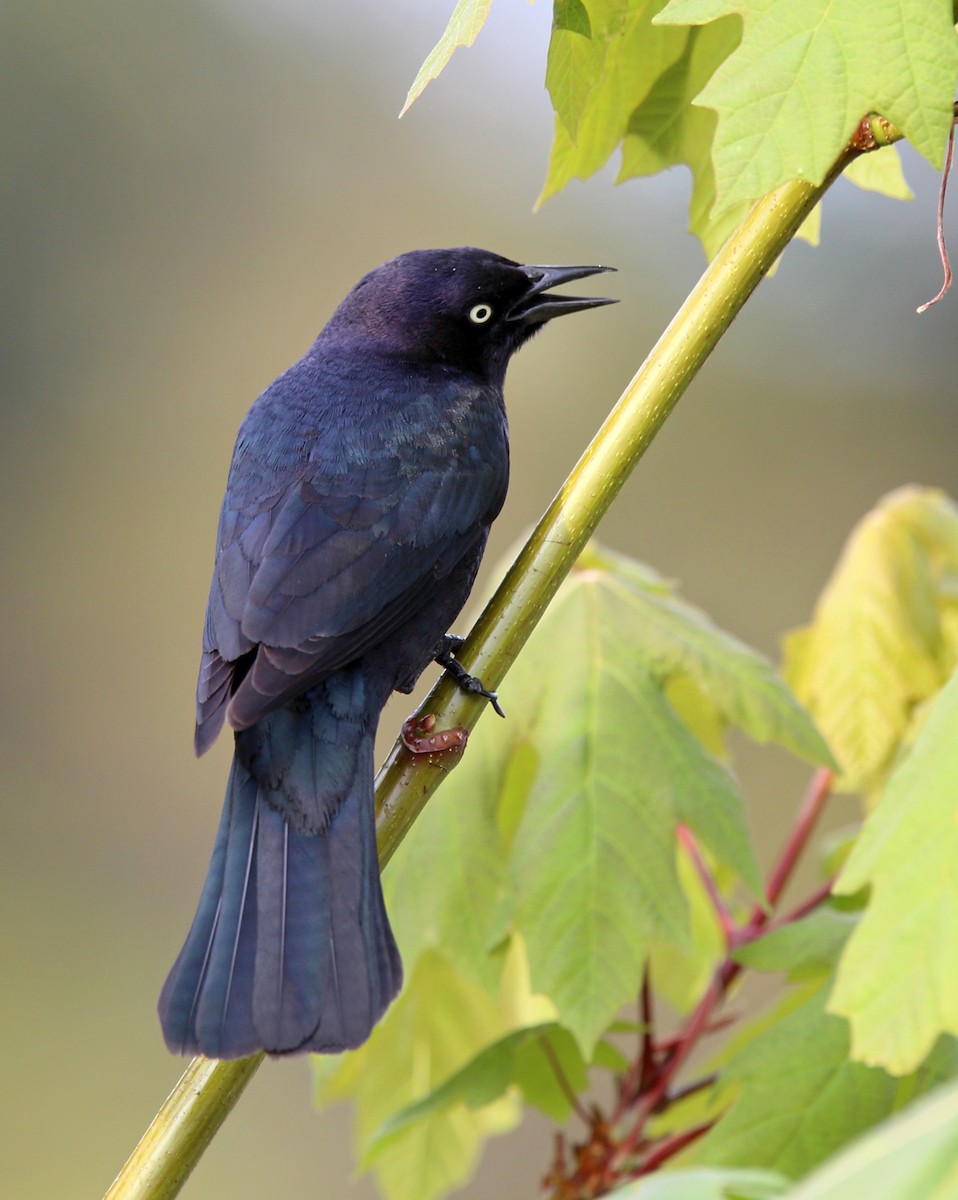 Brewer's Blackbird - ML646406007