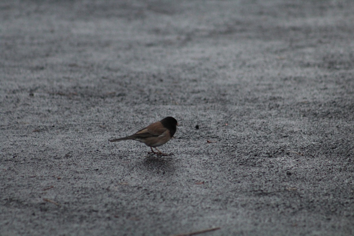 יונקו כהה-עין - ML646406009