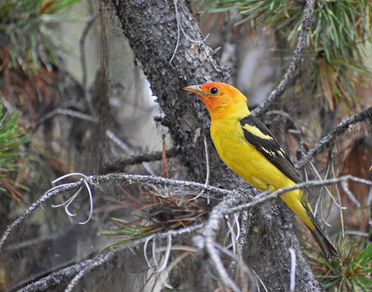 Western Tanager - ML64640601