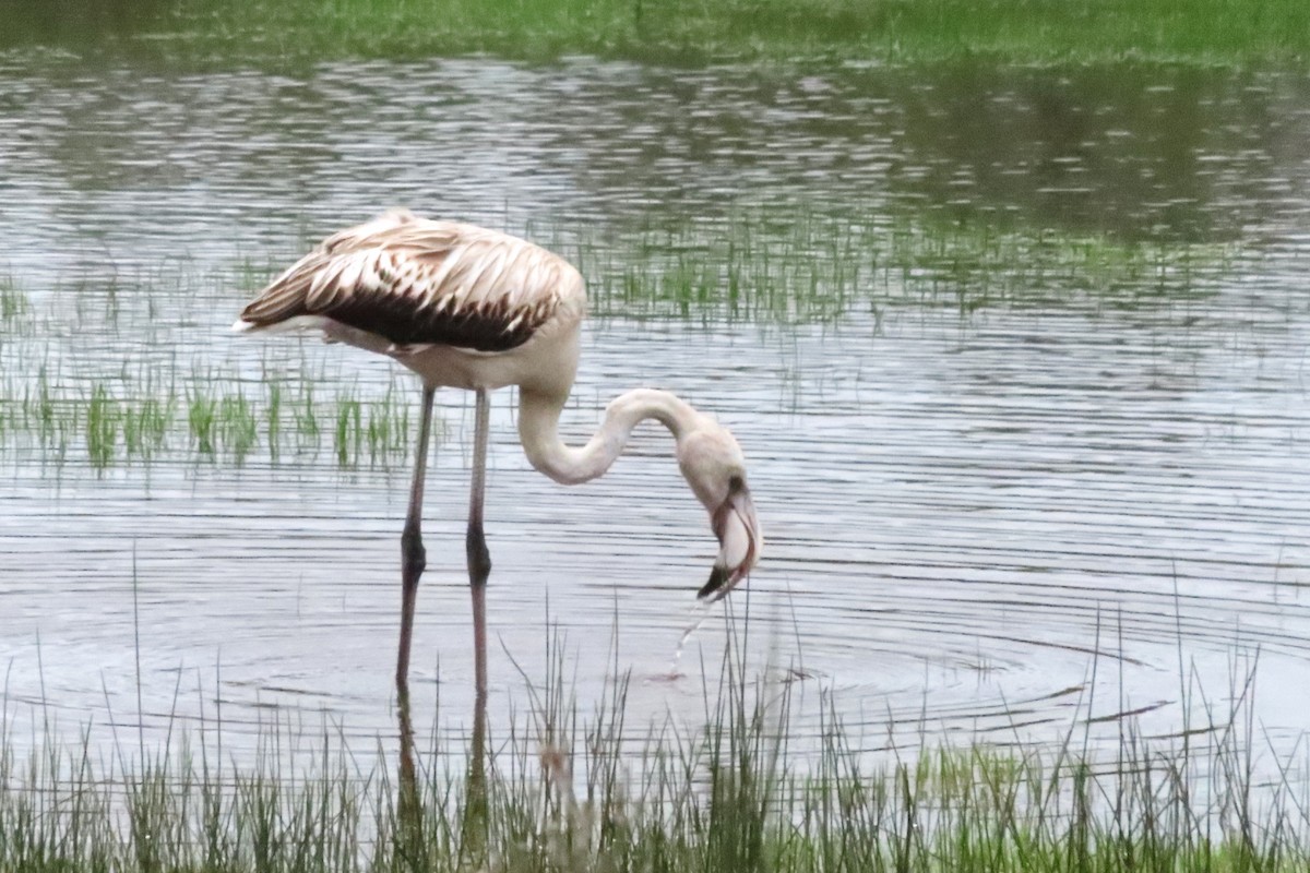 Фламінго рожевокрилий - ML646406014