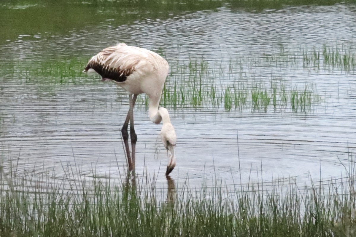 Фламінго рожевокрилий - ML646406015