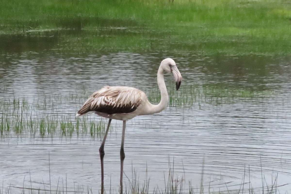 Фламінго рожевокрилий - ML646406016