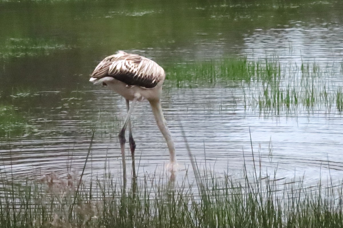 Фламінго рожевокрилий - ML646406017