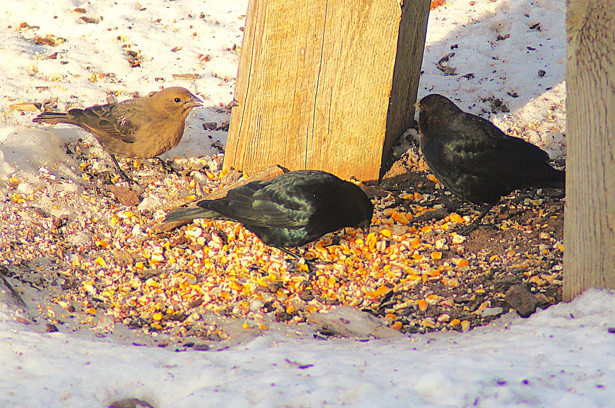 Braunkopf-Kuhstärling - ML646406021