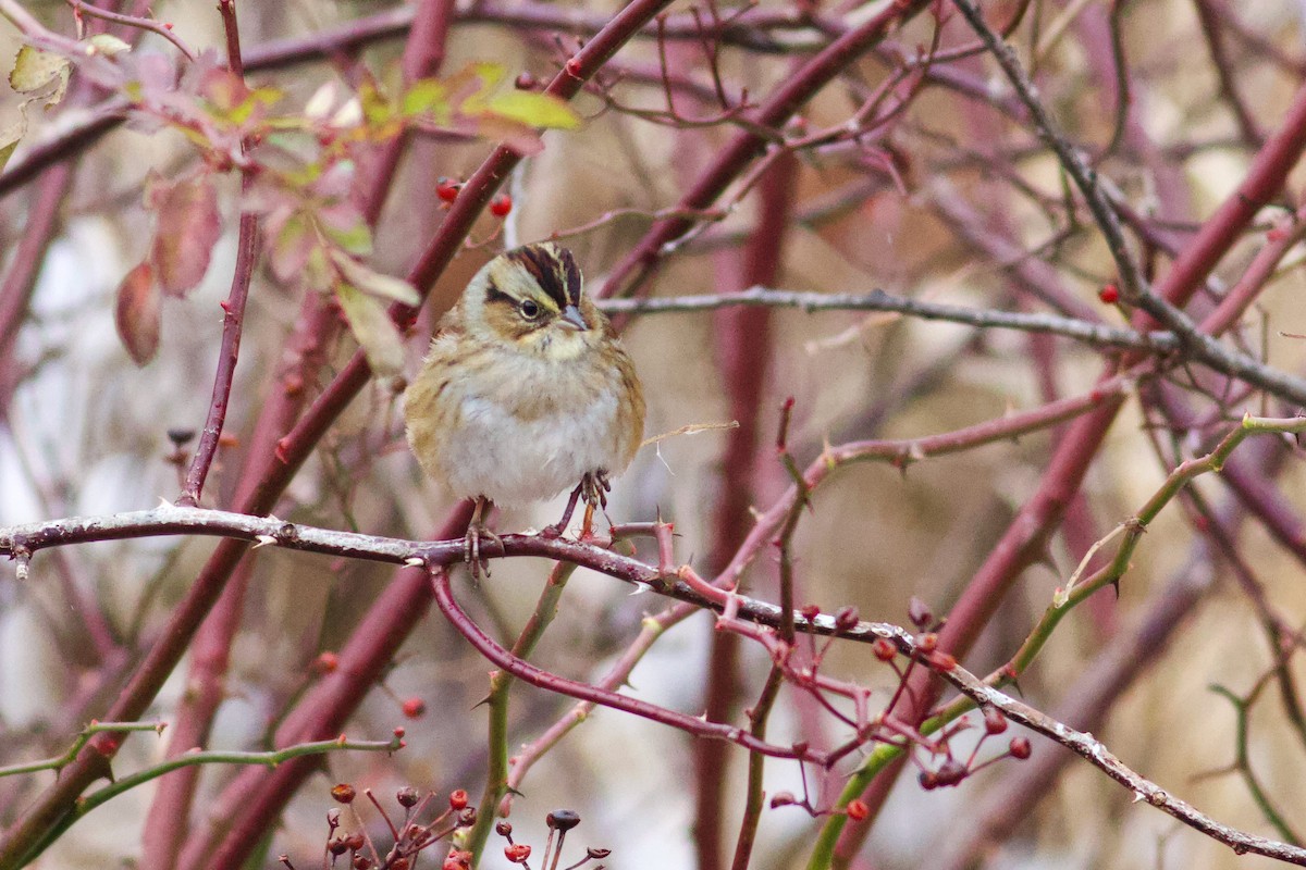 Swamp Sparrow - ML646406030