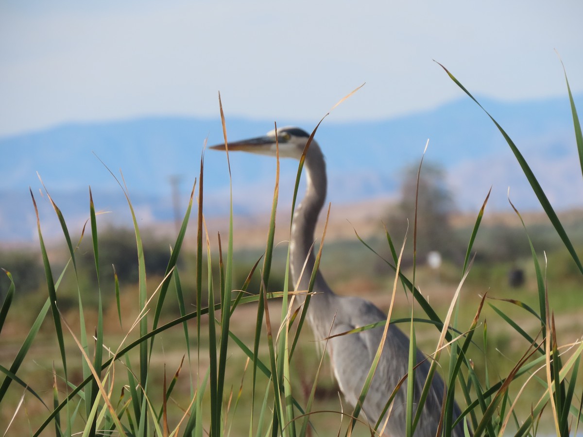 Great Blue Heron (Great Blue) - ML646406031