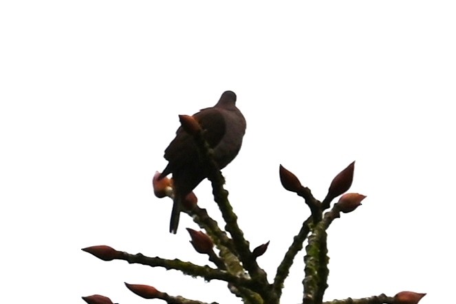 Ruddy Pigeon - ML646406032