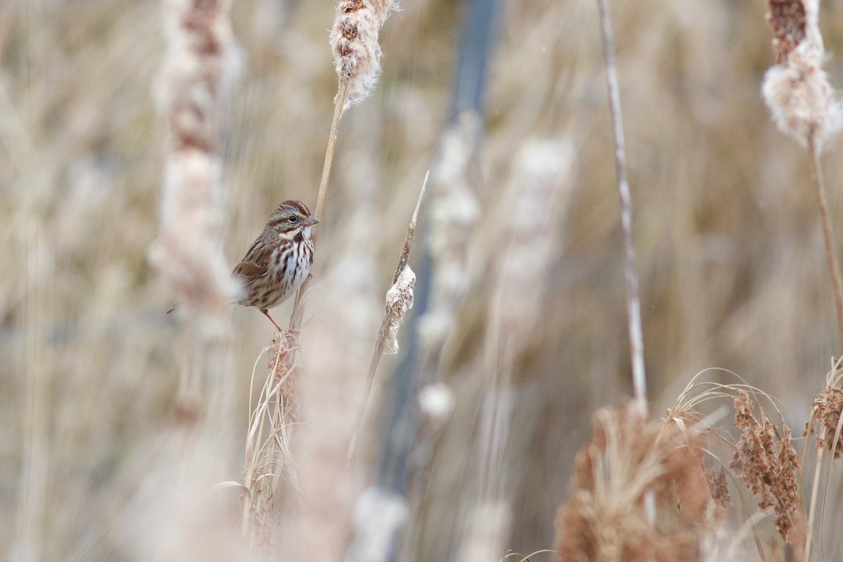 Song Sparrow - ML646406035