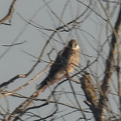 Red-footed Falcon - ML646406036