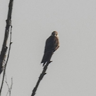 Red-footed Falcon - ML646406037
