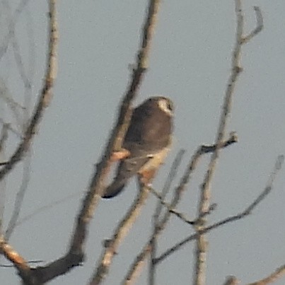 Red-footed Falcon - ML646406038