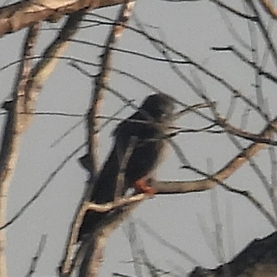 Red-footed Falcon - ML646406039