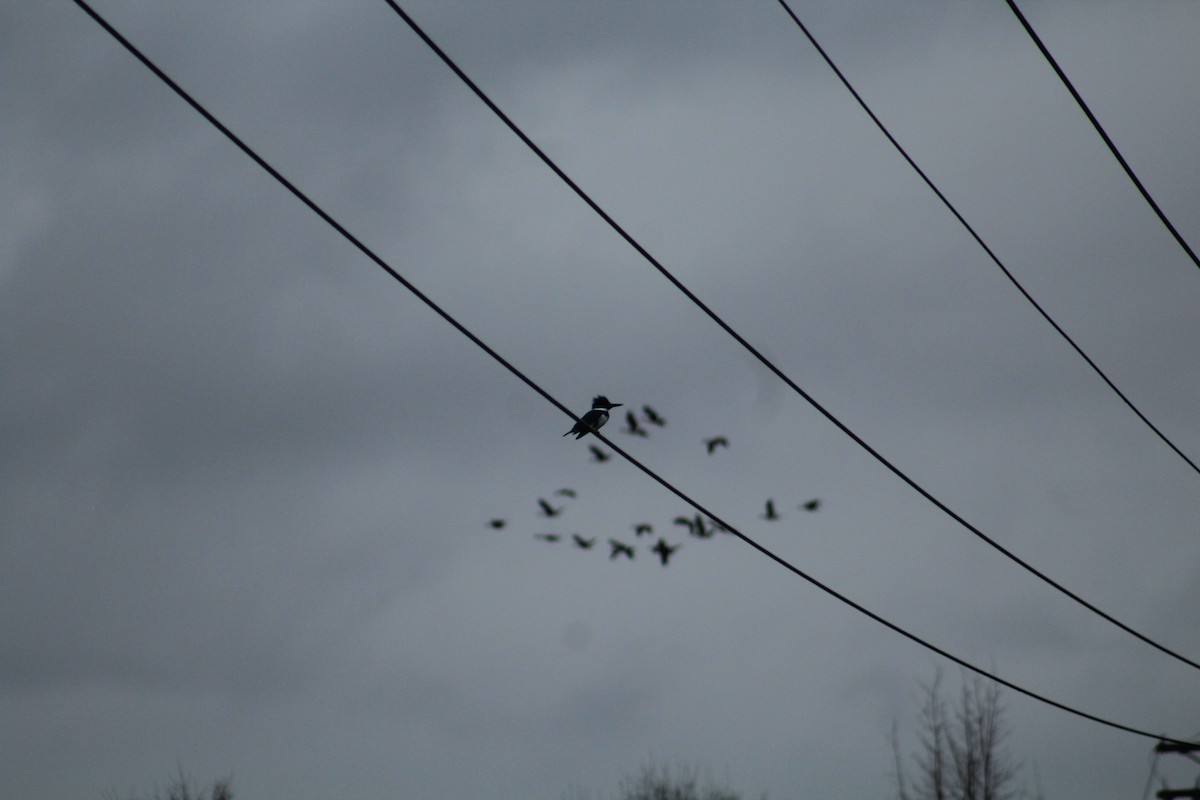 שלדג אמריקני - ML646406040