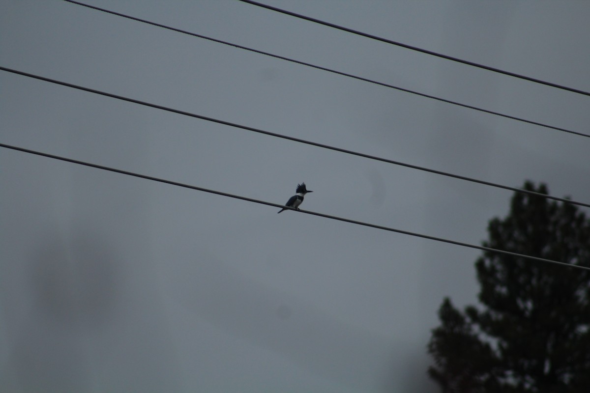 שלדג אמריקני - ML646406041