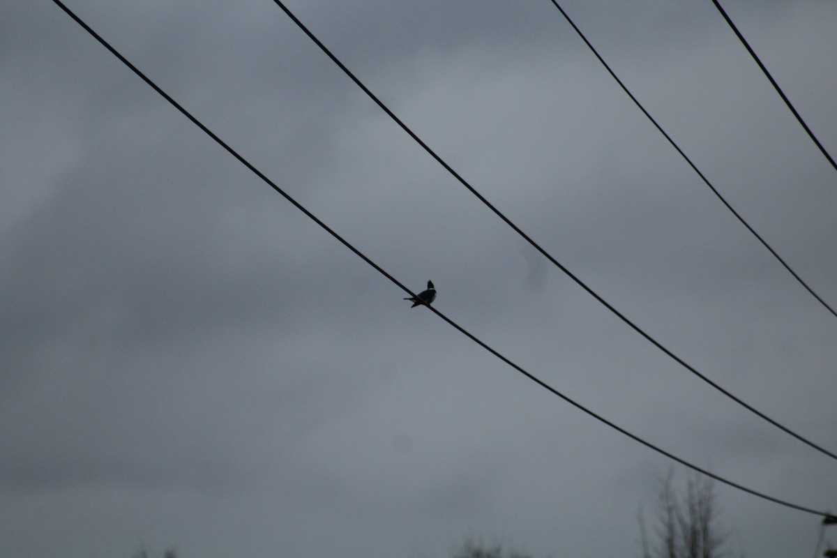 שלדג אמריקני - ML646406042