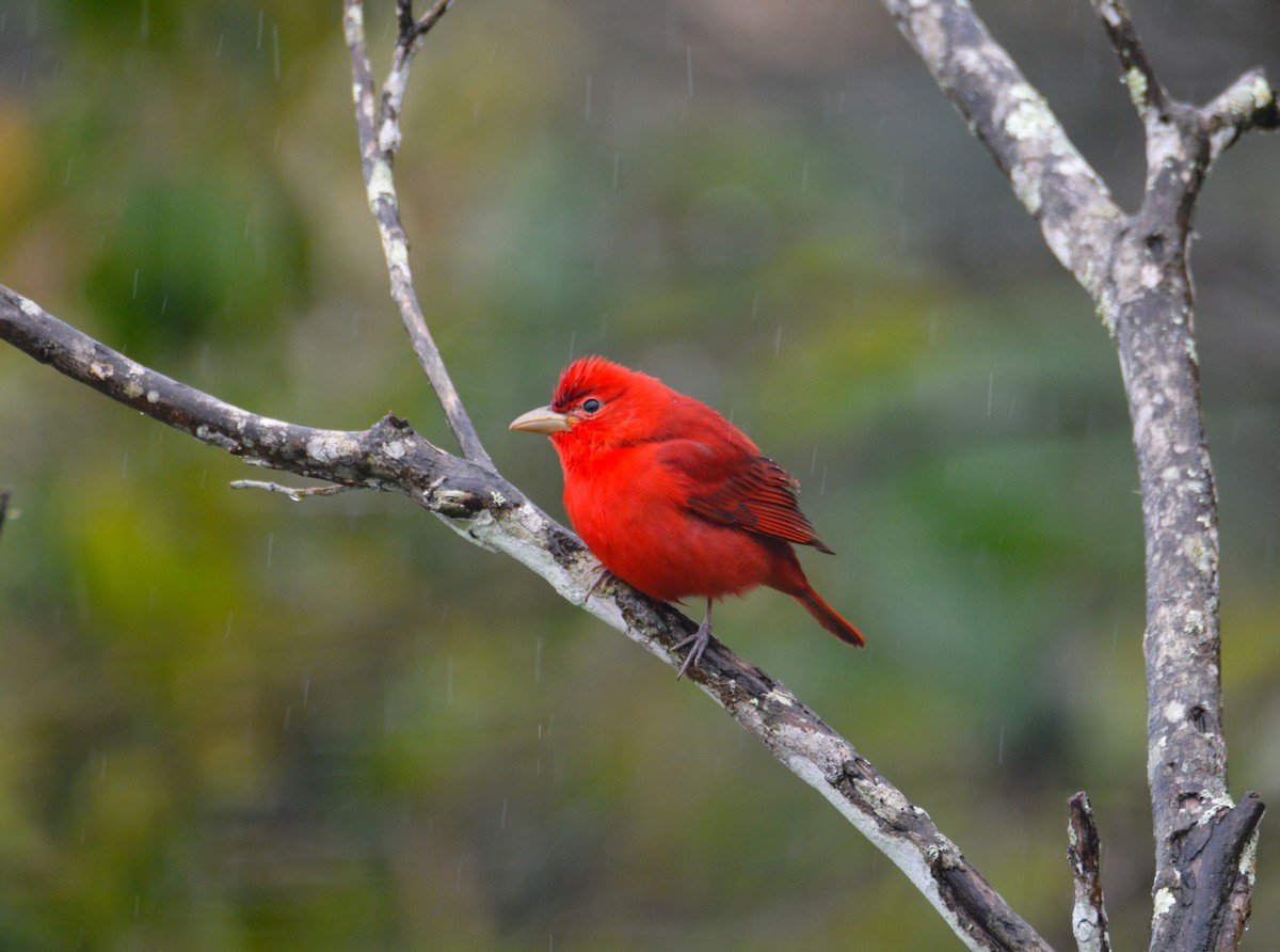 Summer Tanager - ML646406047