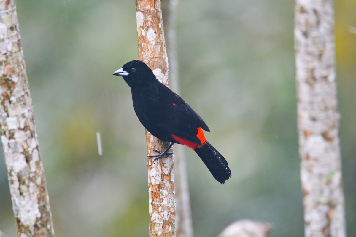 Scarlet-rumped Tanager - ML646406048